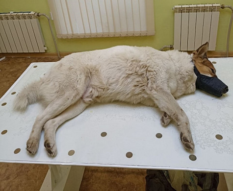 В Иванове спасают отравленную в 1-м Балинском проезде собаку